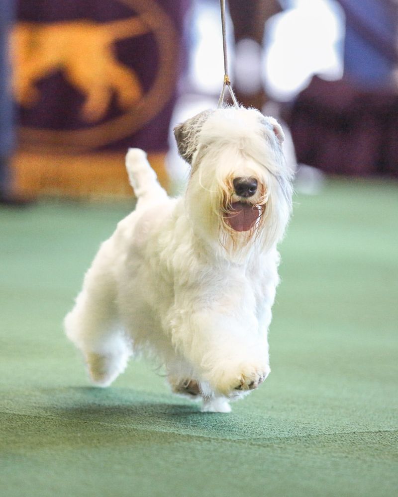 Sealyham Terrier