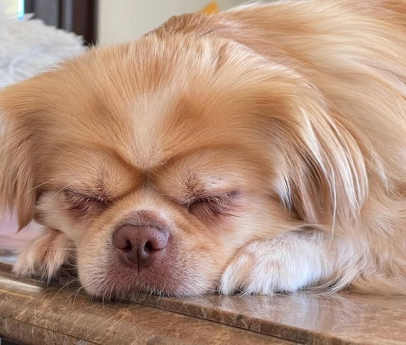 Tibetan Spaniel