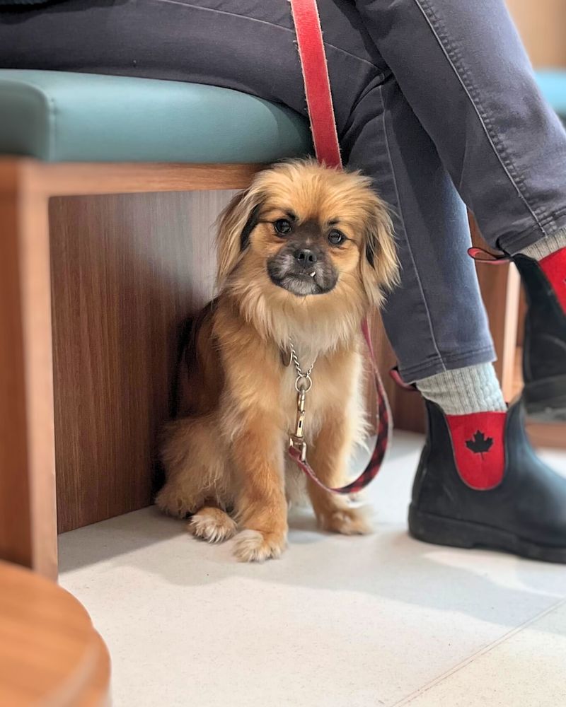 Tibetan Spaniel