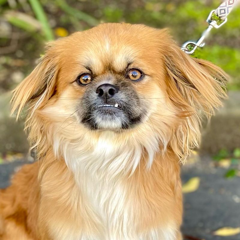 Tibetan Spaniel