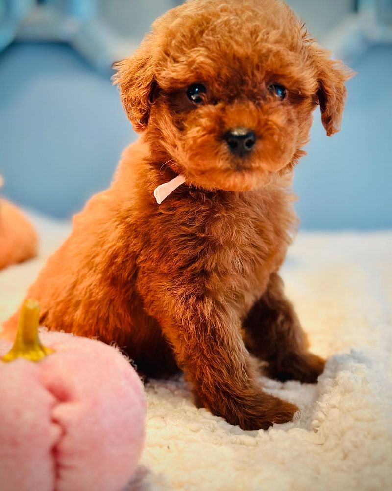 Toy Poodle