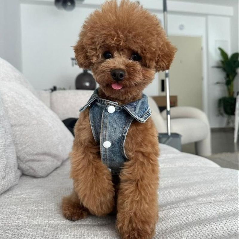 Toy Poodle