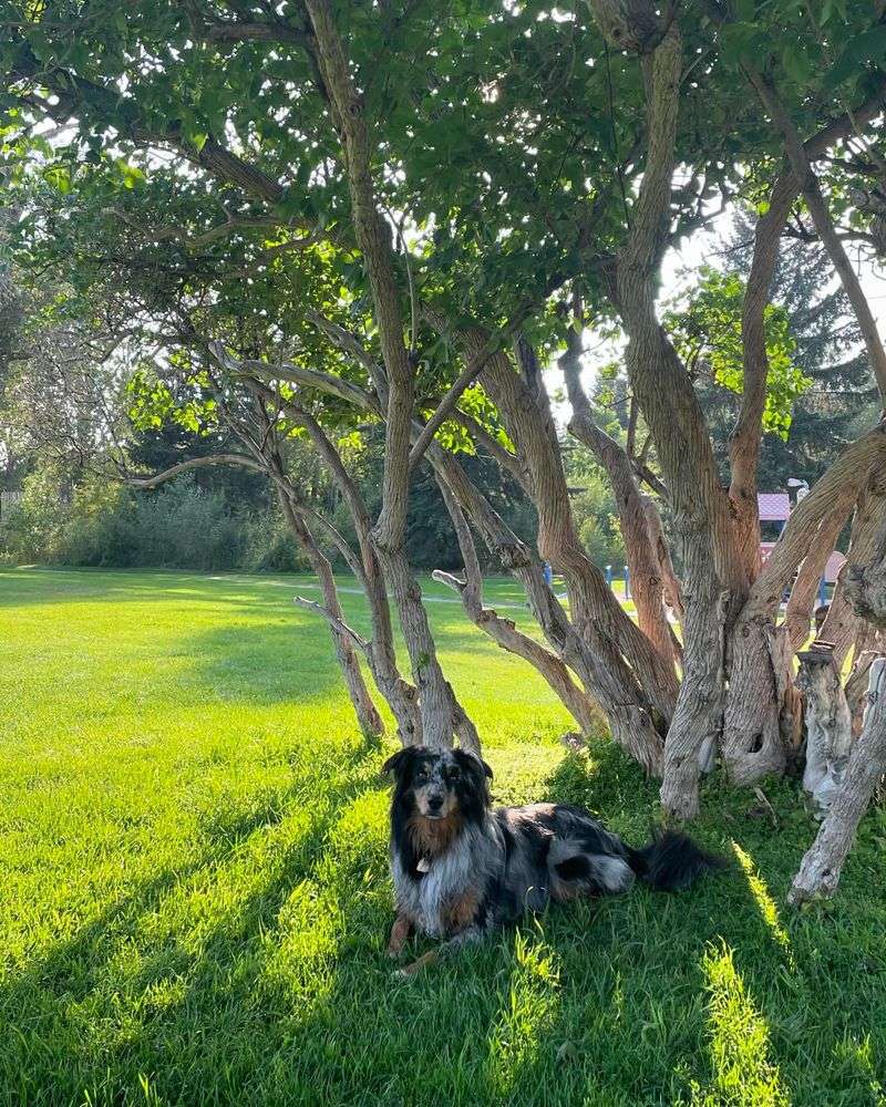 Under a Shady Tree