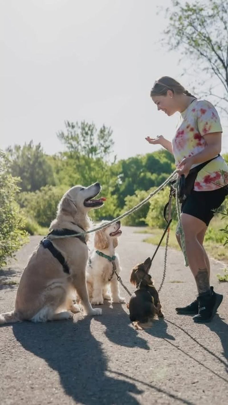 Utilizing Professional Dog Walkers