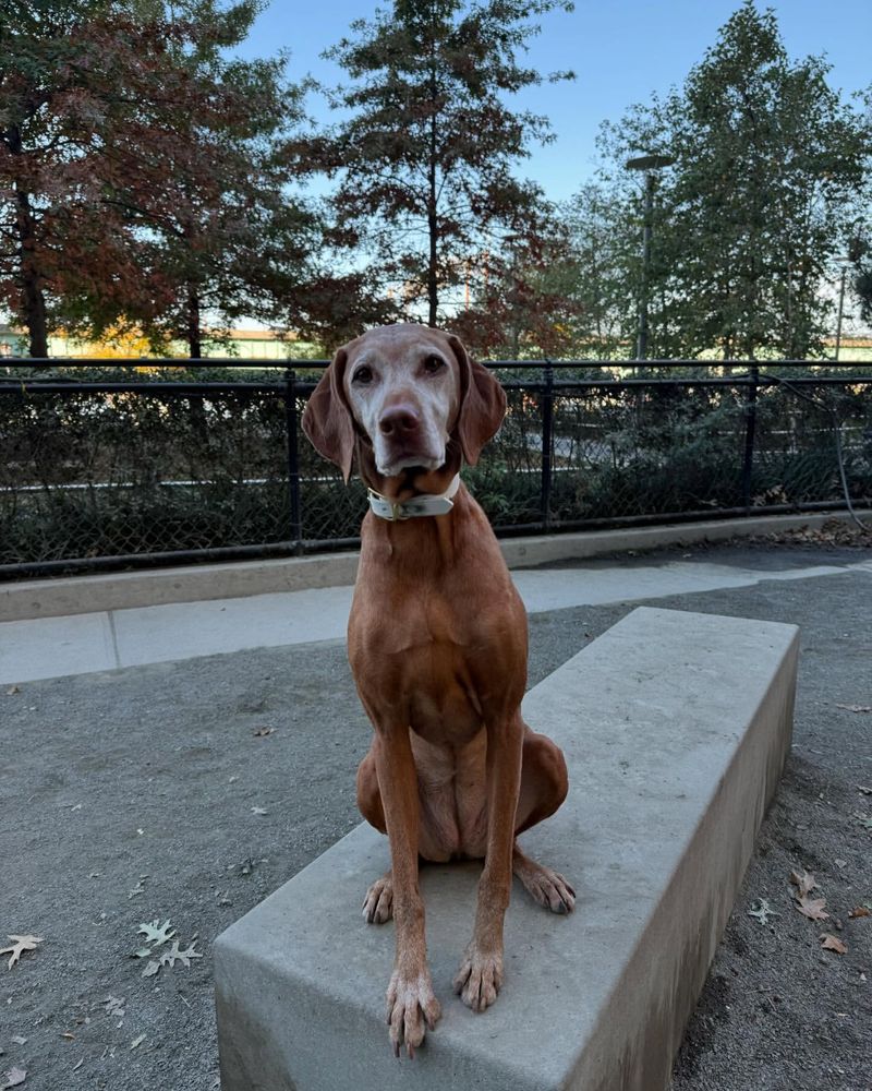 Vizsla