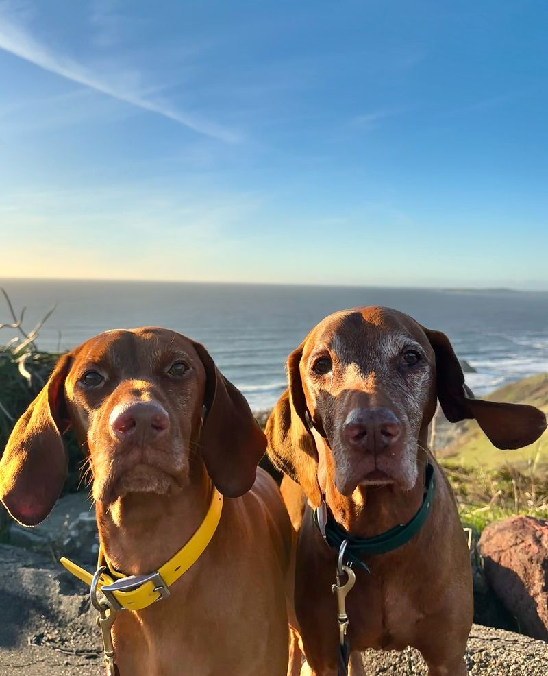 Vizsla