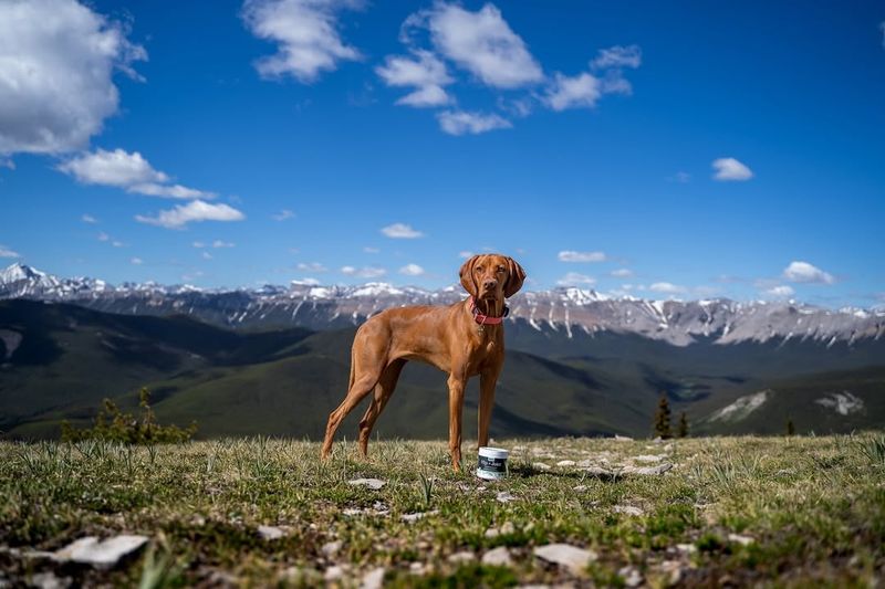 Vizsla
