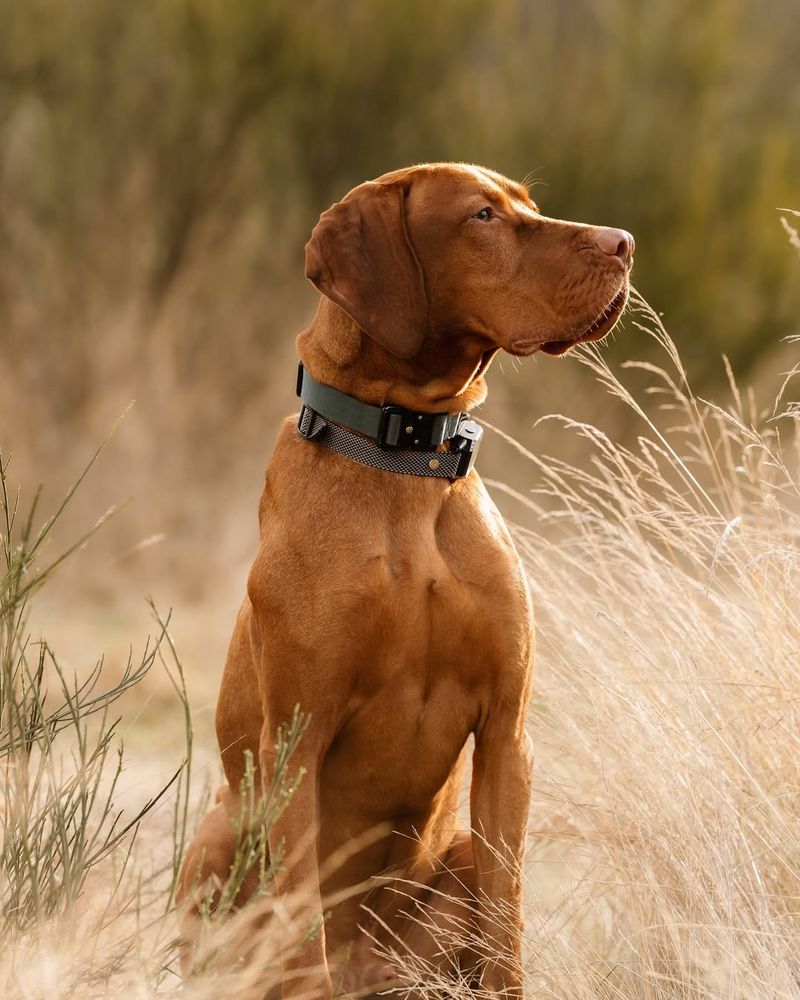 Vizsla