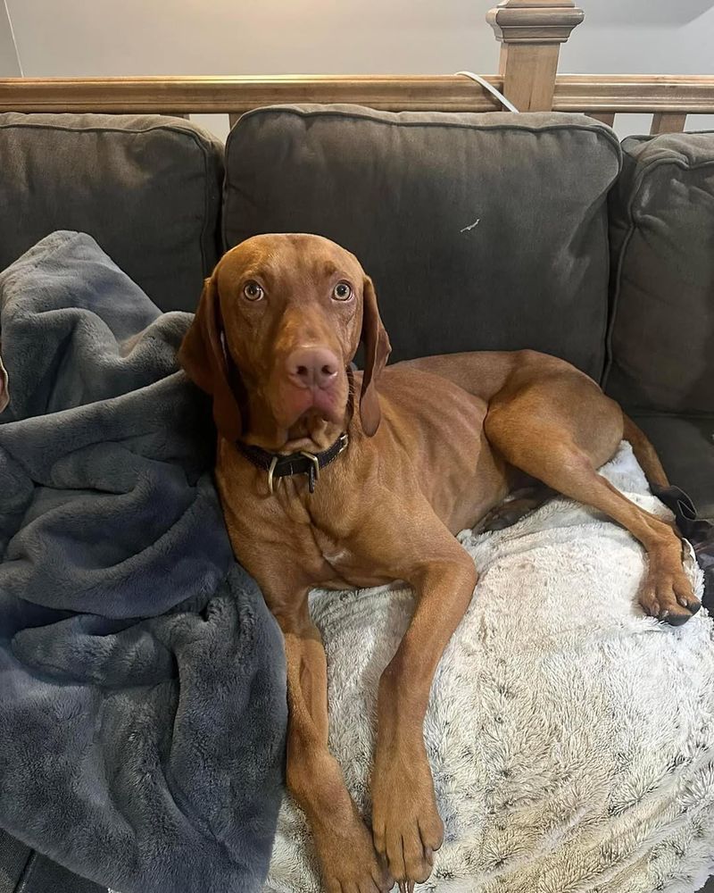 Vizsla