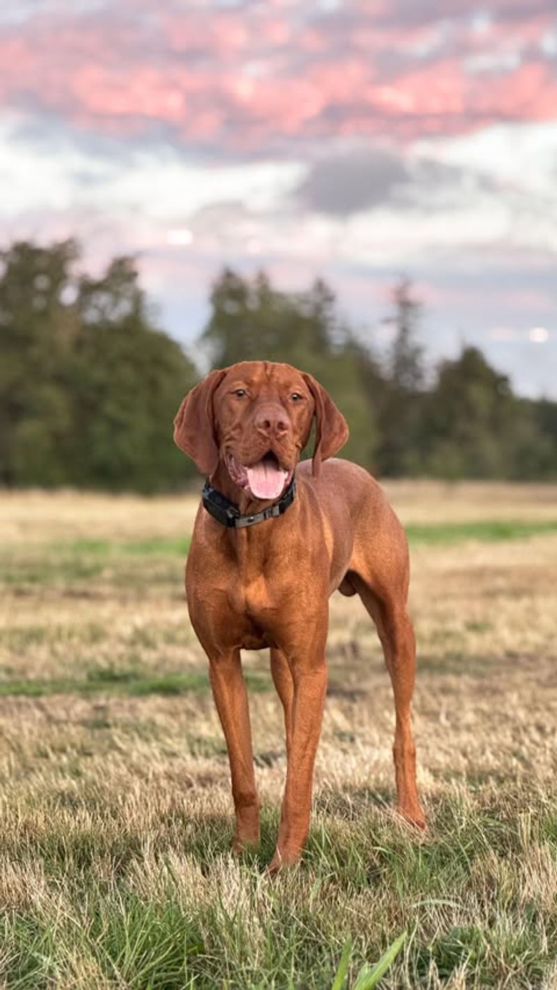 Vizsla