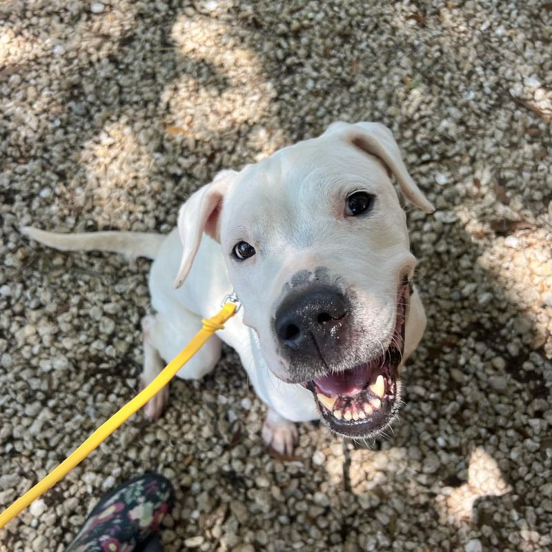 Vocal and Expressive: The Chatty Side of American Bulldogs