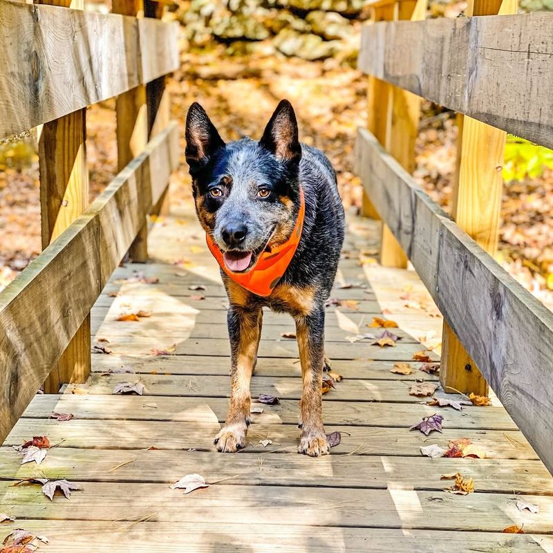 Weather-Ready: How Blue Heelers Thrive in Different Climates