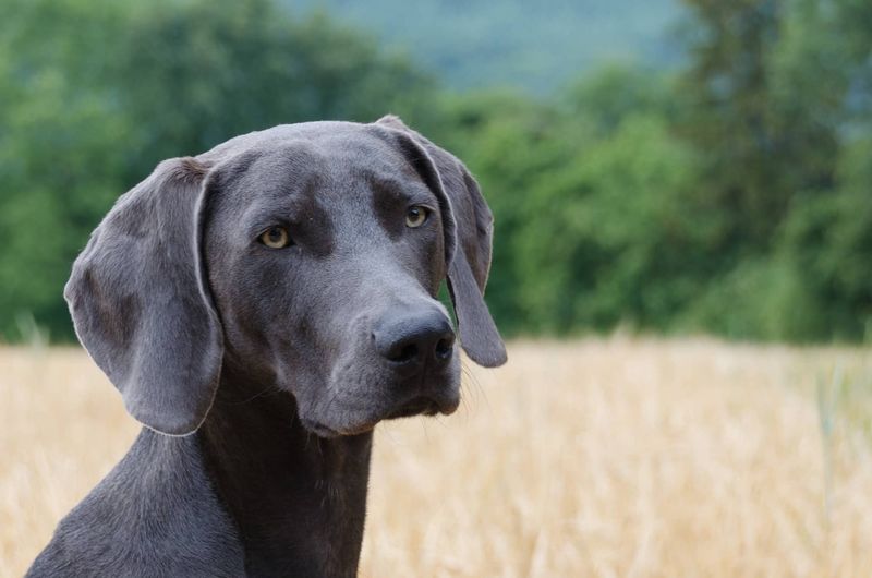 Weimaraner