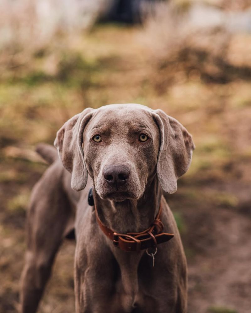 Weimaraner