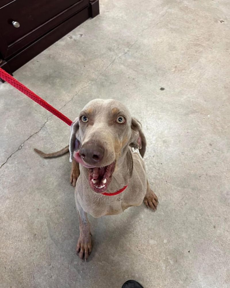 Weimaraner