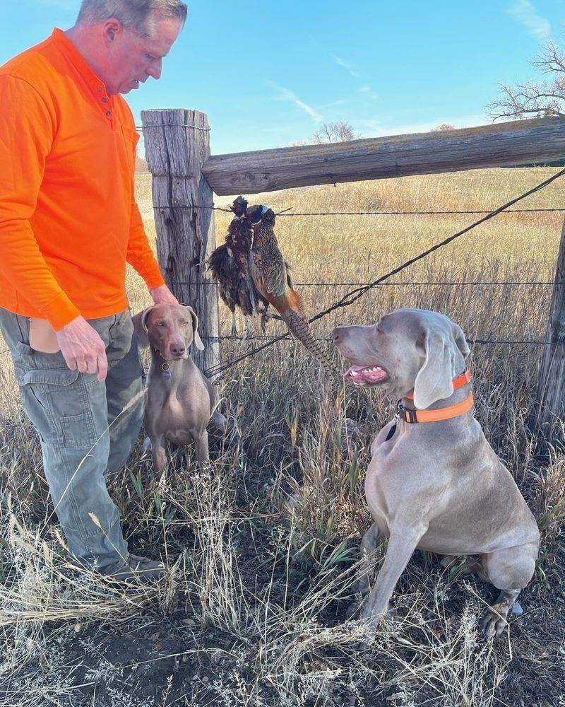 Weimaraner