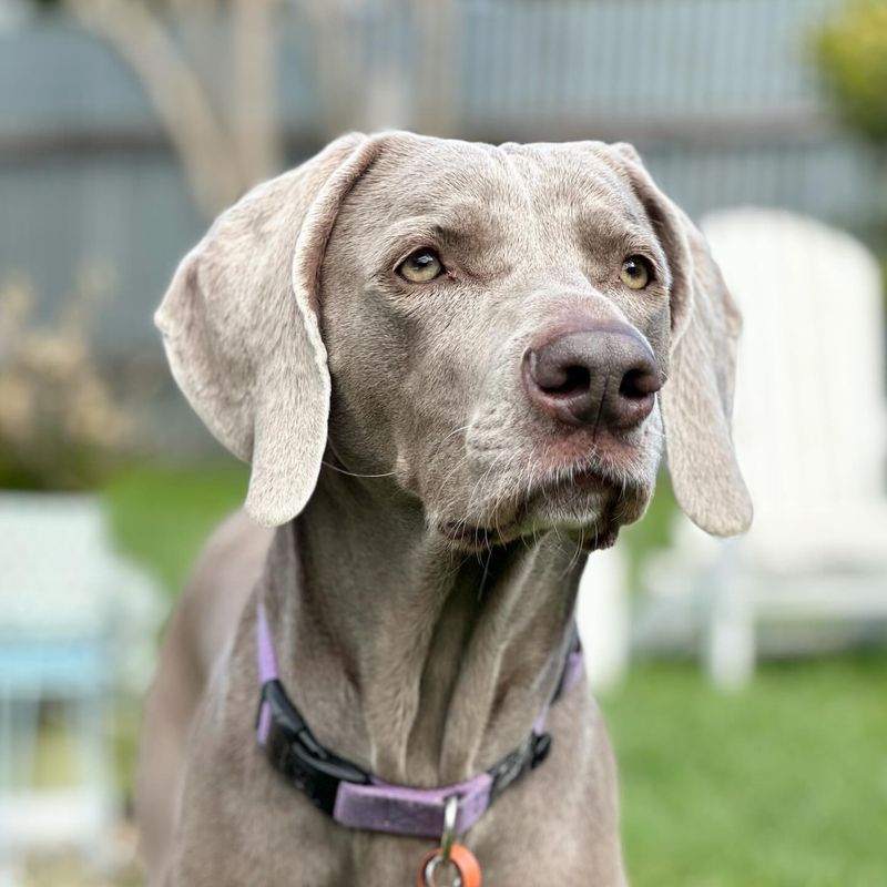 Weimaraner