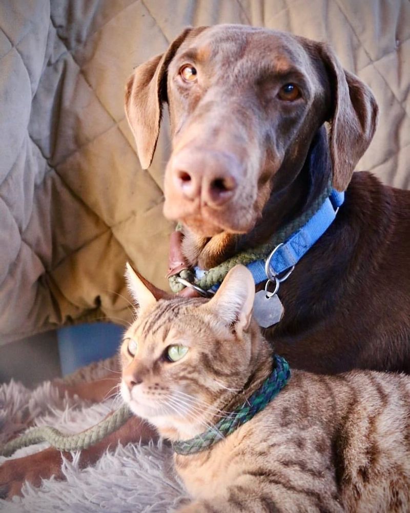 Weimaraner