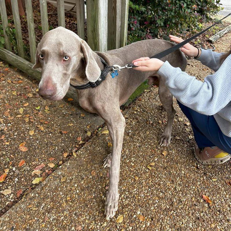 Weimaraner