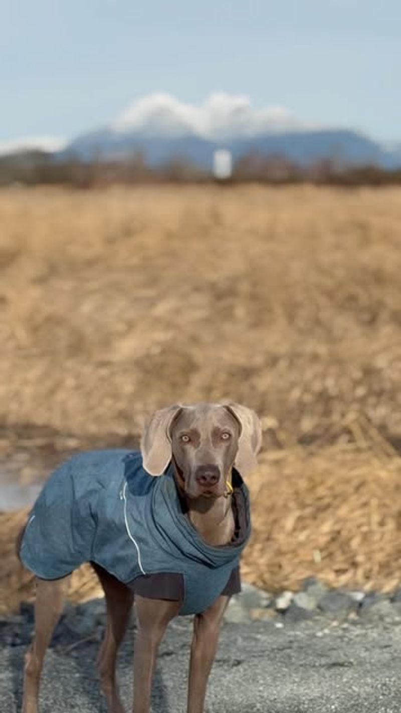 Weimaraner