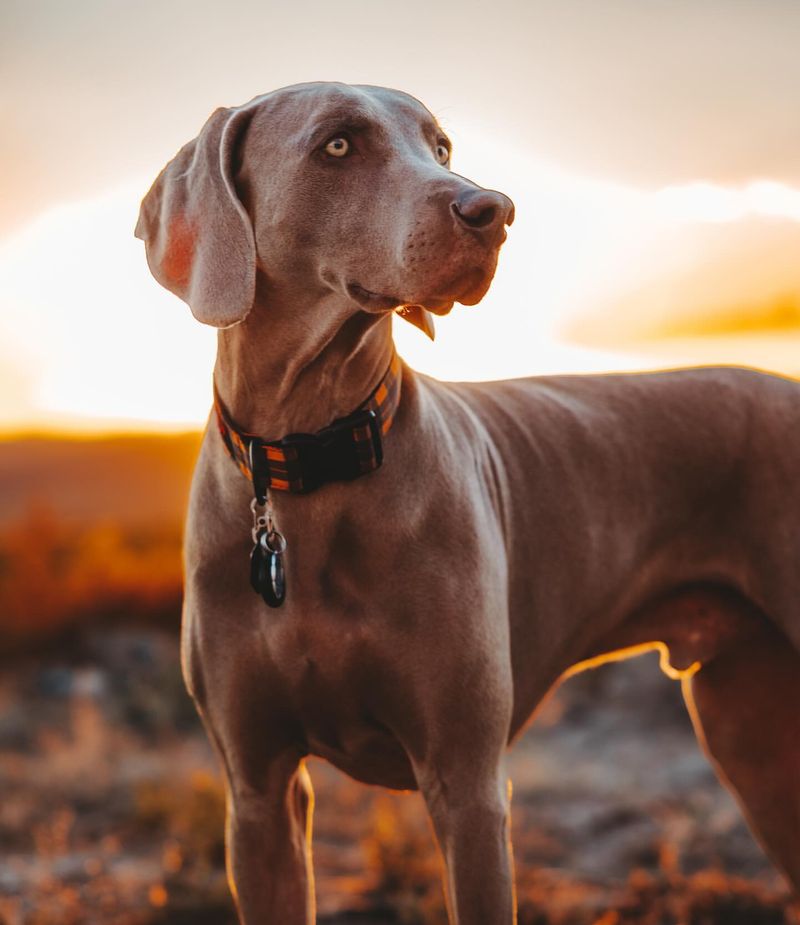 Weimaraner