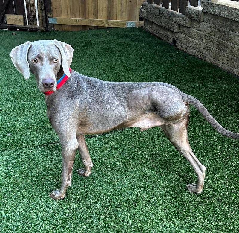 Weimaraner