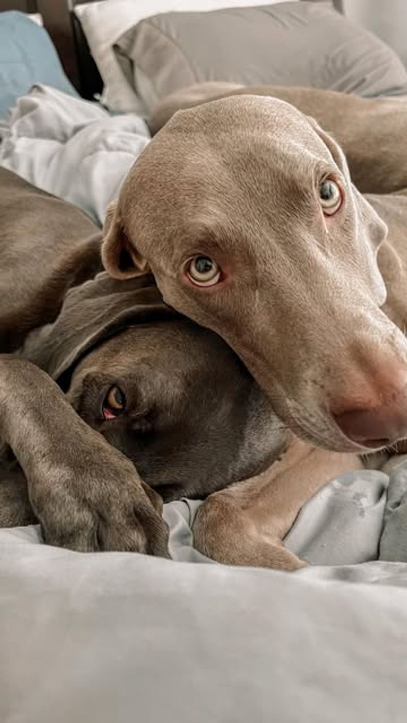 Weimaraner