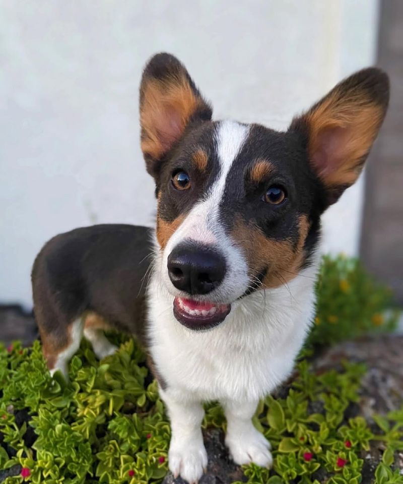 Welsh Corgi