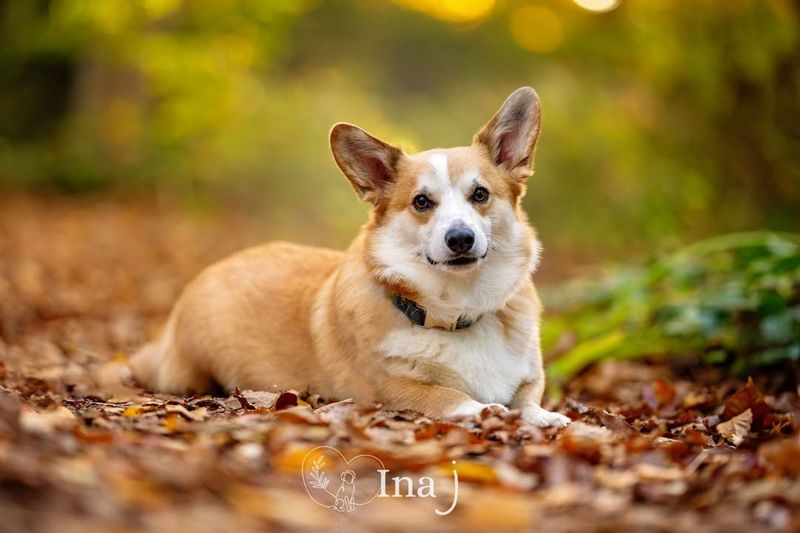 Welsh Corgi (Pembroke)