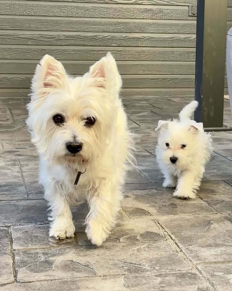 West Highland White Terrier