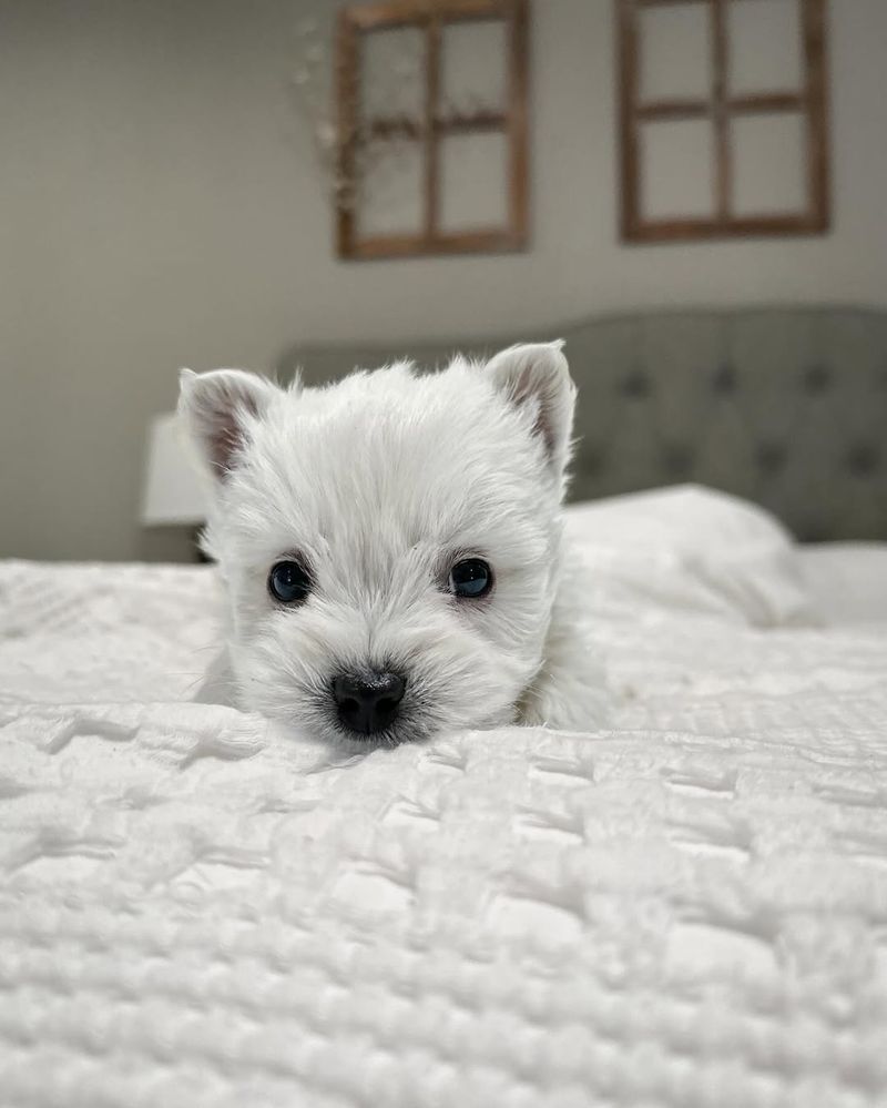 West Highland White Terrier