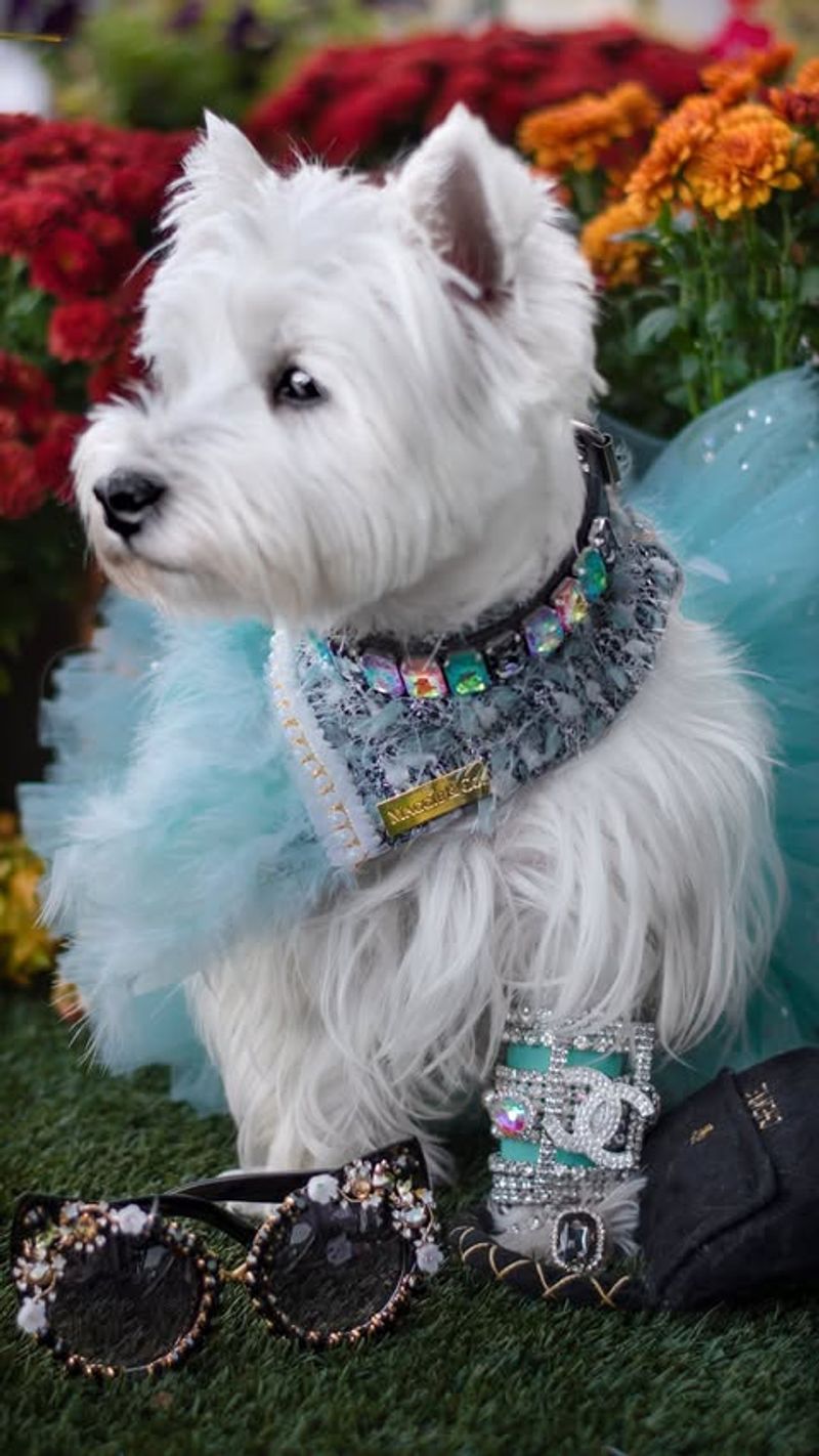 West Highland White Terrier