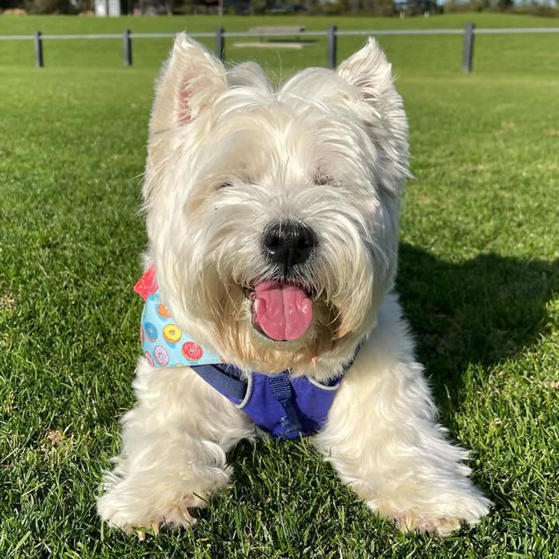 West Highland White Terrier