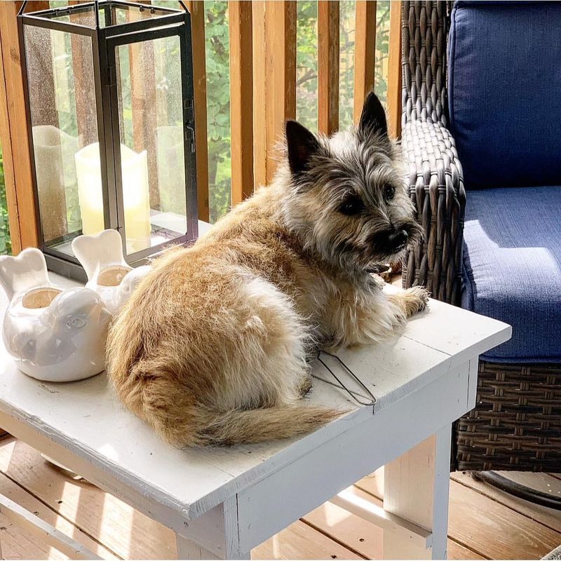 Cairn Terrier