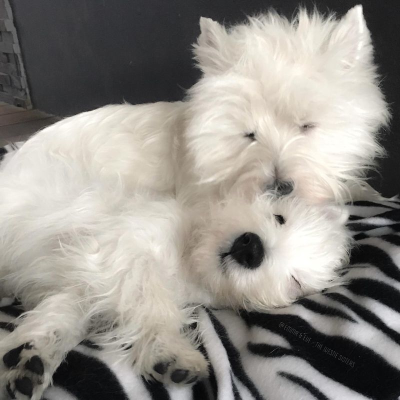 West Highland White Terrier