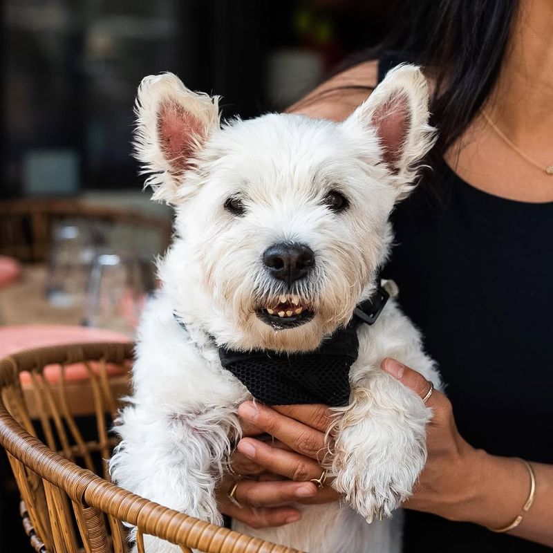 West Highland White Terrier