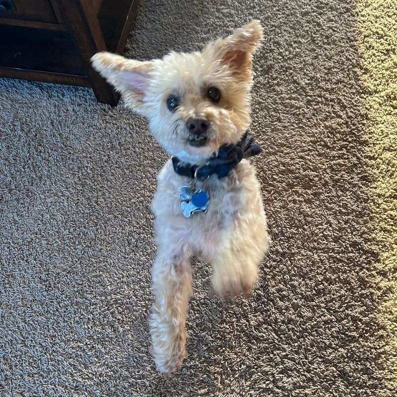 Westiepoo