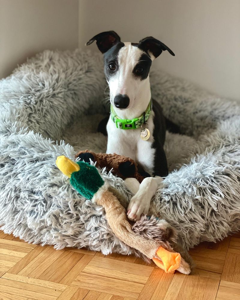 Whippet