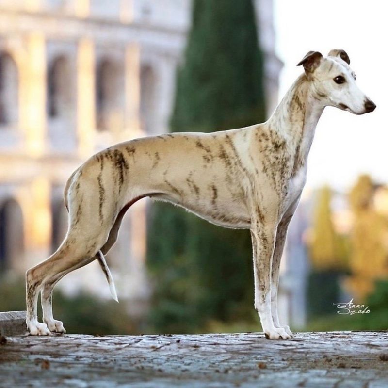 Whippet