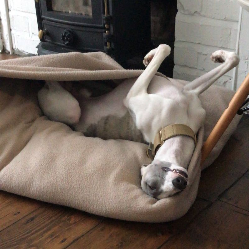 Whippet