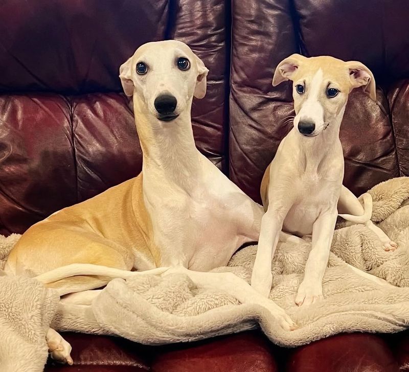 Whippet