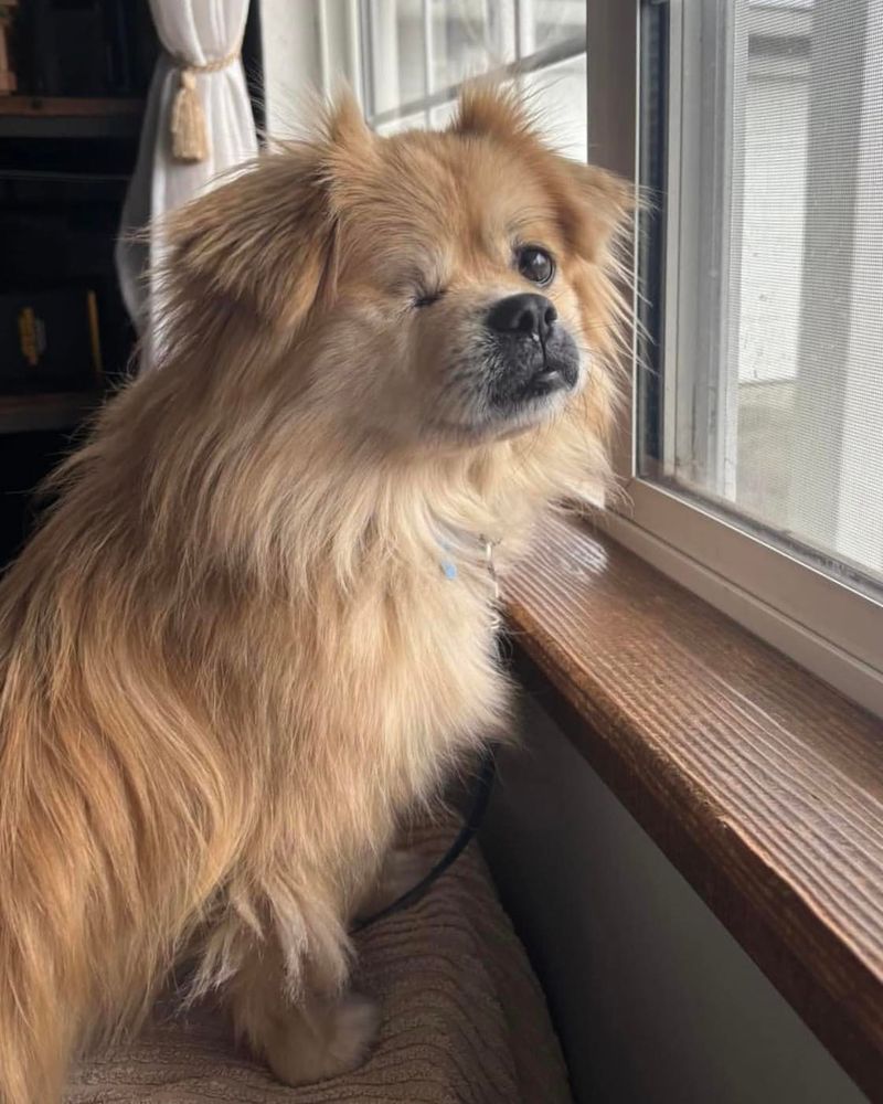 Tibetan Spaniel