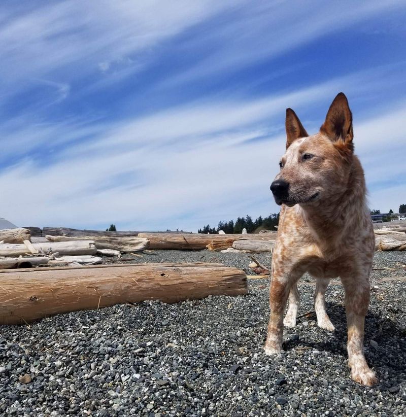 Why Blue Heelers Struggle with Being Left Alone