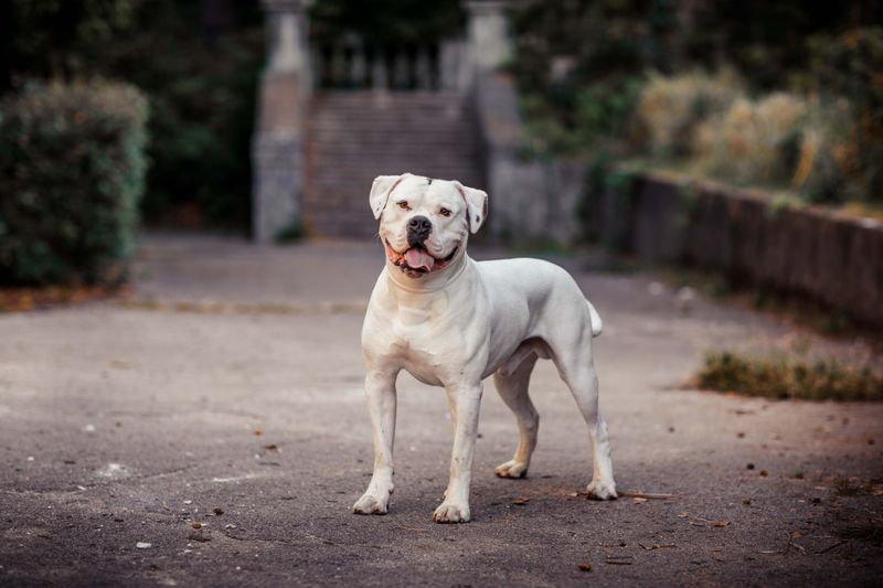 Why More Americans Are Choosing American Bulldogs