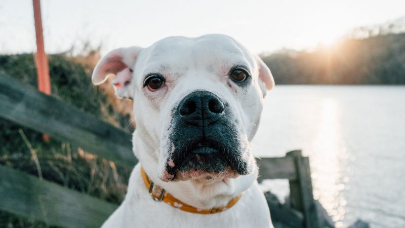 Why the American Bulldog Hasn’t Earned AKC Recognition