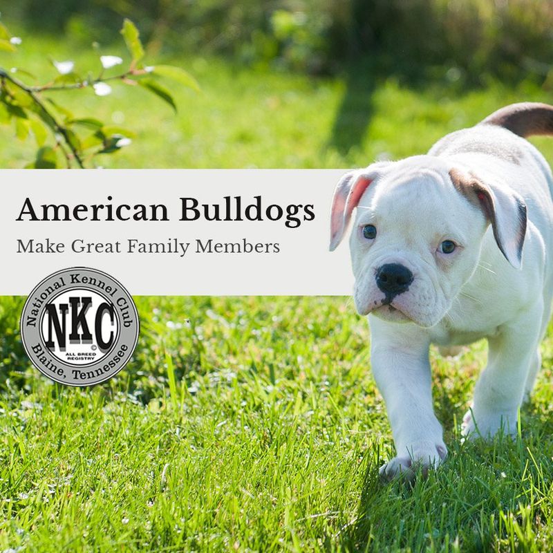 Why the American Bulldog’s Reputation Doesn’t Match Reality