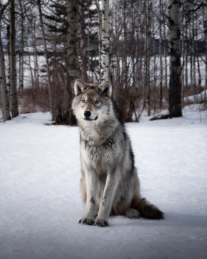 Wolfdog Hybrid