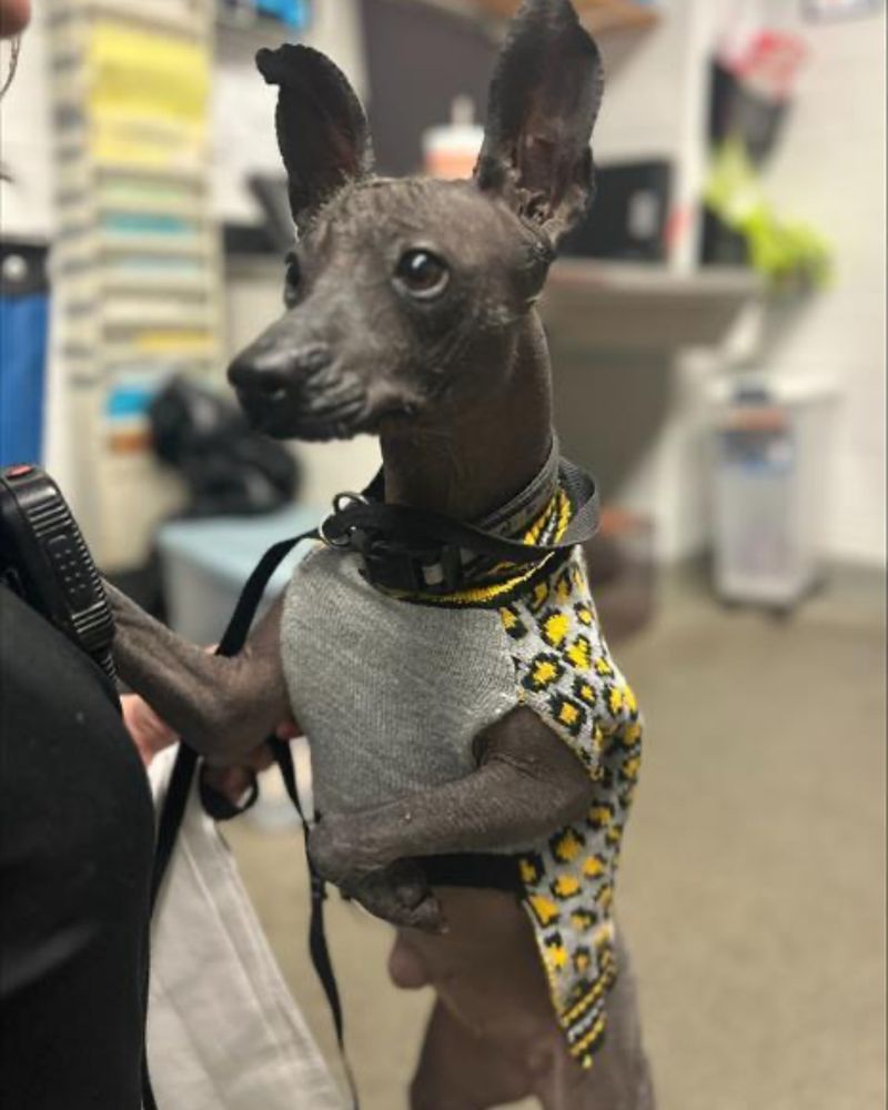 Xoloitzcuintli