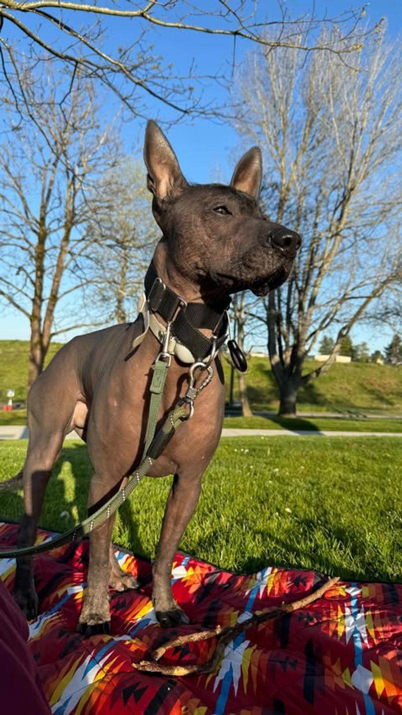 Xoloitzcuintli