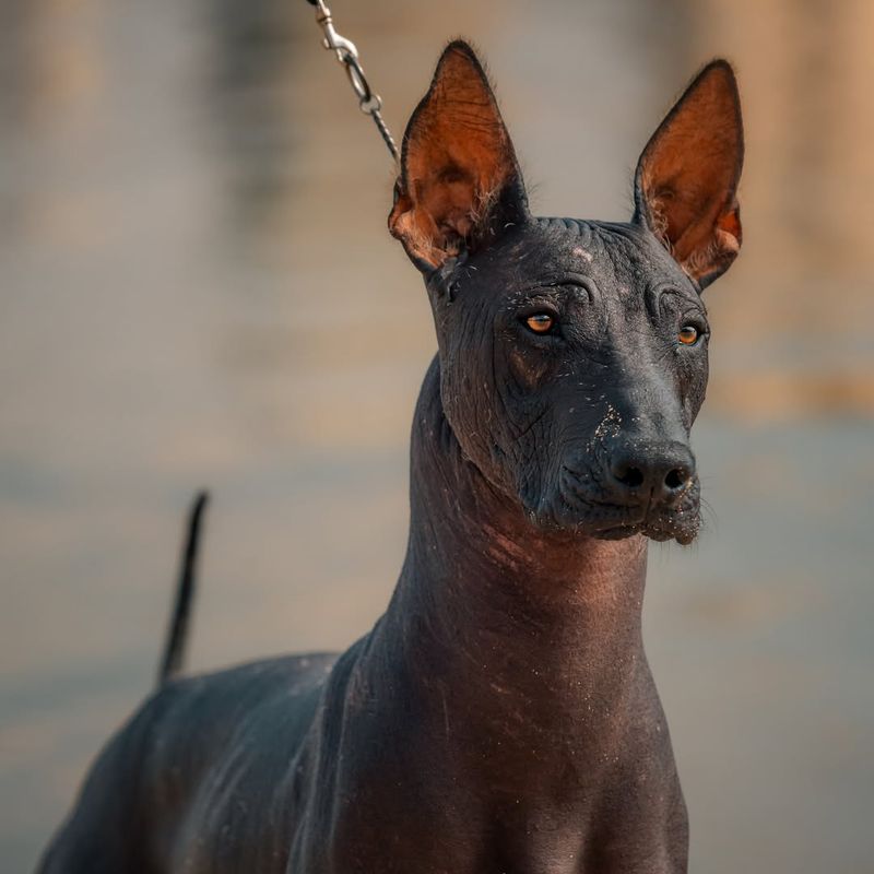 Xoloitzcuintli